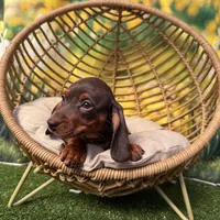 Coming to KC March 15, a female Dachshund and Miniature Dachshund for sale in Kansas City, KS – Photo 6 of 6