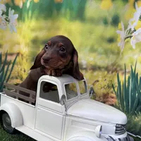 Coming to KC March 15, a female Dachshund and Miniature Dachshund for sale in Kansas City, KS – Photo 5 of 6