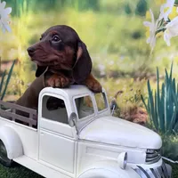 Coming to KC March 15, a female Dachshund and Miniature Dachshund for sale in Kansas City, KS – Photo 1 of 6