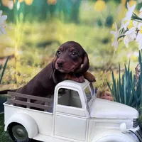 Coming to KC March 15, a female Dachshund and Miniature Dachshund for sale in Kansas City, KS – Photo 3 of 6