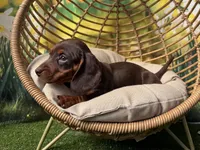 Roxie, a female Dachshund and Miniature Dachshund for sale in Bella Vista, AR – Photo 4 of 4