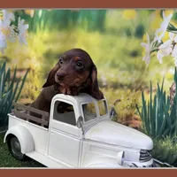 Coming to KC March 15, a female Dachshund and Miniature Dachshund for sale in Kansas City, KS – Photo 2 of 6