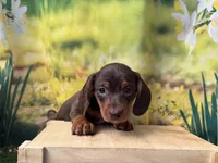 Roxie, a female Dachshund and Miniature Dachshund for sale in Bella Vista, AR – Photo 2 of 4