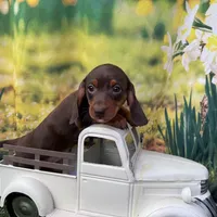 Coming to KC March 15, a female Dachshund and Miniature Dachshund for sale in Kansas City, KS – Photo 4 of 6