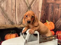 Dolly including pet nanny to NYC Oct 1st, a female Miniature Dachshund for sale in New York, NY – 5 of 5