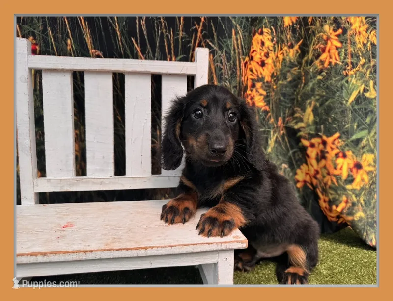 Hank – Miniature Dachshund puppy for sale in Saint Petersburg, FL