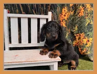 Hank, a male Miniature Dachshund for sale in Saint Petersburg, FL – 1 of 6