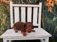 Beau, a male Miniature Dachshund for sale in Russellville, AR – 2 of 2