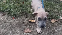 ÆGD’s Freedom, Heart of a Nation, a female Great Dane for sale in Basile, LA – 7 of 10