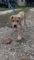 ÆGD’s Liberty, May She Reign, a female Great Dane for sale in Basile, LA – 7 of 10
