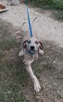 ÆGD’s Freedom, Heart of a Nation, a female Great Dane for sale in Basile, LA – 6 of 10