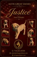 Justice, a female Great Dane for sale in Basile, LA – 2 of 3