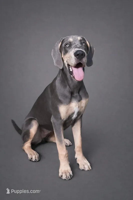 Nala, a female Great Dane for sale in Salem, OR – Photo 1 of 1