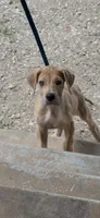 ÆGD’s Liberty, May She Reign, a female Great Dane for sale in Basile, LA – 8 of 10