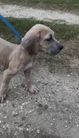 ÆGD’s Freedom, Heart of a Nation, a female Great Dane for sale in Basile, LA – 3 of 10
