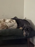 Nala, a female Great Dane for sale in Basile, LA – 4 of 8