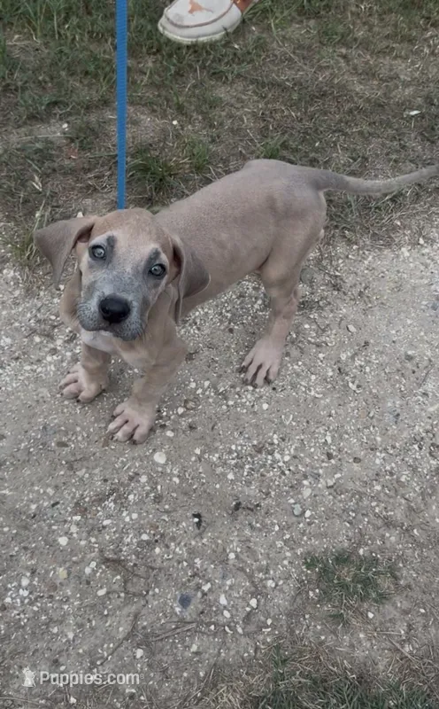 ÆGD’s Freedom, Heart of a Nation – Great Dane puppy for sale in Basile, LA