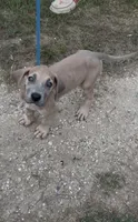 ÆGD’s Freedom, Heart of a Nation, a female Great Dane for sale in Basile, LA – 1 of 10