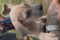 ÆGD’s Freedom, Heart of a Nation, a female Great Dane for sale in Basile, LA – 2 of 10