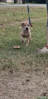 ÆGD’s Liberty, May She Reign, a female Great Dane for sale in Basile, LA – 6 of 10