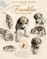 Franklin, a male Great Dane for sale in Basile, LA – 3 of 4