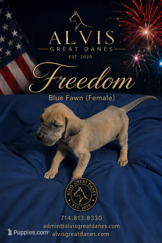 Freedom – Great Dane puppy for sale in Basile, LA