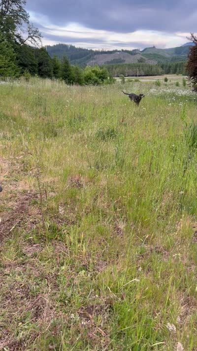 Nala, a female Great Dane for sale in Basile, LA – 5 of 8