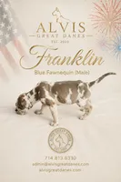Franklin, a male Great Dane for sale in Basile, LA – 4 of 4