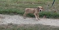 ÆGD’s Liberty, May She Reign, a female Great Dane for sale in Basile, LA – 3 of 10