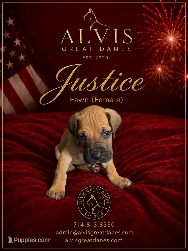 Justice – Great Dane puppy for sale in Basile, LA