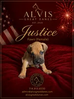 Justice, a female Great Dane for sale in Basile, LA – 1 of 3