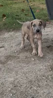 ÆGD’s Freedom, Heart of a Nation, a female Great Dane for sale in Basile, LA – 5 of 10