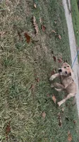 ÆGD’s Liberty, May She Reign, a female Great Dane for sale in Basile, LA – 4 of 10