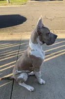 Goose, a male Great Dane for sale in Salem, OR – Photo 2 of 4