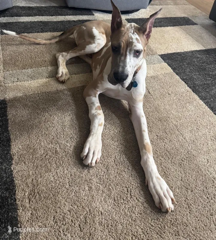 Goose – Great Dane puppy for sale in Salem, OR