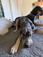 Nala, a female Great Dane for sale in Basile, LA – 7 of 8