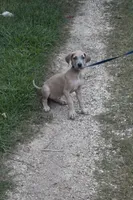 ÆGD’s Freedom, Heart of a Nation, a female Great Dane for sale in Basile, LA – 8 of 10