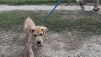 ÆGD’s Liberty, May She Reign, a female Great Dane for sale in Basile, LA – 2 of 10