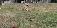 ÆGD’s Liberty, May She Reign, a female Great Dane for sale in Basile, LA – 5 of 10