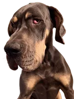 Nala, a female Great Dane for sale in Basile, LA – 2 of 8