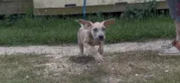 ÆGD’s Freedom, Heart of a Nation, a female Great Dane for sale in Basile, LA – 9 of 10