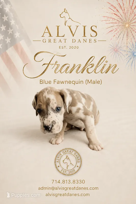 Franklin – Great Dane puppy for sale in Basile, LA