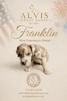 Franklin, a male Great Dane for sale in Basile, LA – 1 of 4