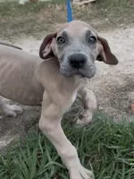ÆGD’s Freedom, Heart of a Nation, a female Great Dane for sale in Basile, LA – 4 of 10