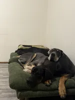 Nala, a female Great Dane for sale in Basile, LA – 6 of 8