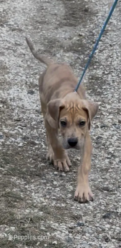ÆGD’s Liberty, May She Reign – Great Dane puppy for sale in Basile, LA