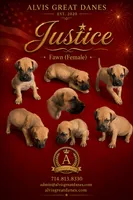 Justice, a female Great Dane for sale in Basile, LA – 3 of 3