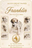 Franklin, a male Great Dane for sale in Basile, LA – 2 of 4