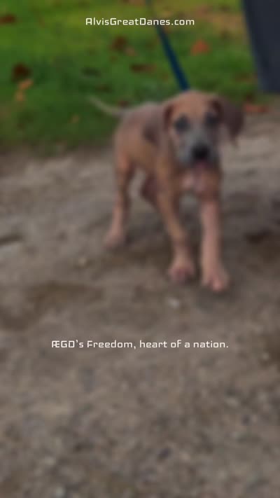 ÆGD’s Freedom, Heart of a Nation, a female Great Dane for sale in Basile, LA – 10 of 10