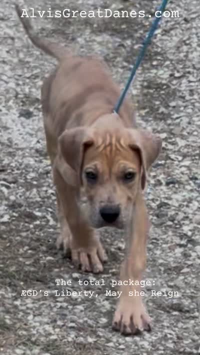 ÆGD’s Liberty, May She Reign, a female Great Dane for sale in Basile, LA – 10 of 10